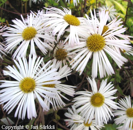 Erigeron Speciosus-Ryhm 'Sommerneuschnee', jalokallioinen